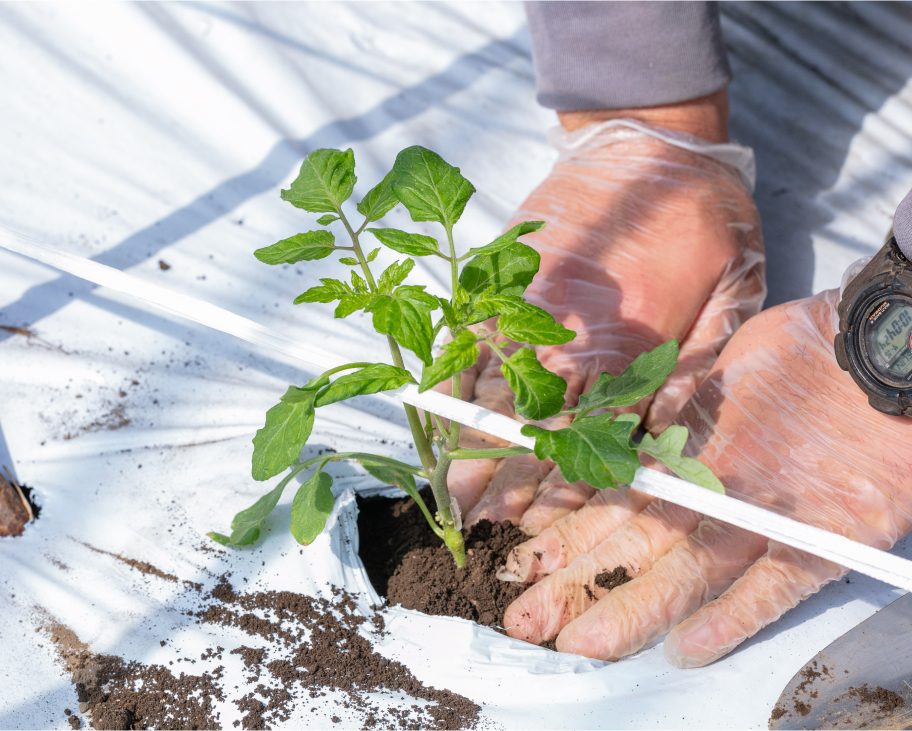 トマト栽培の様子
